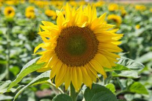 Mehr über den Artikel erfahren Sonnenblumen