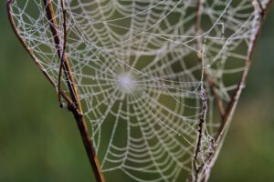 Mehr über den Artikel erfahren Oktobermorgen am Deich