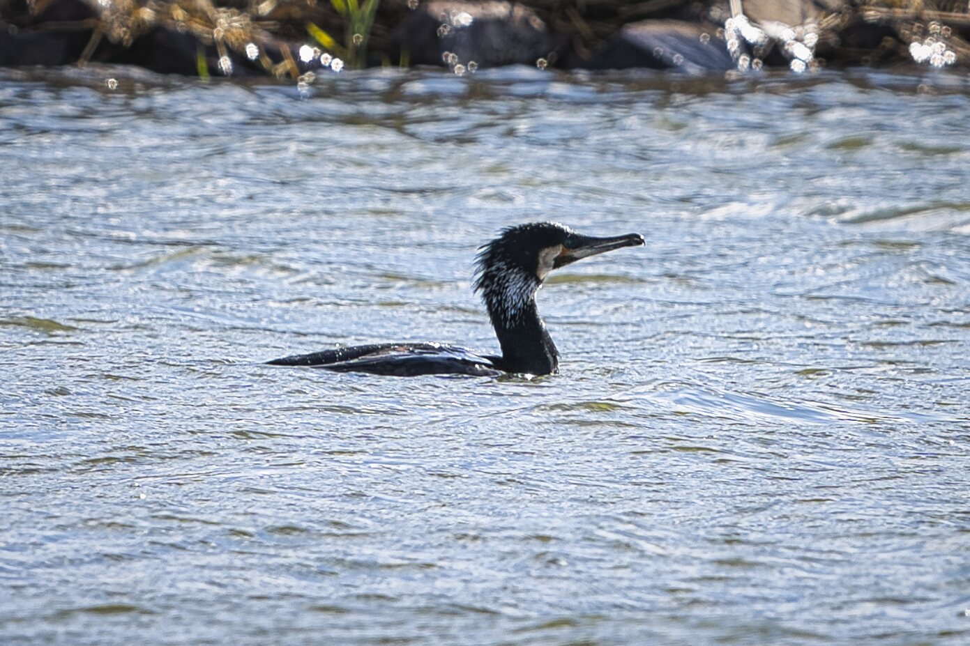 Kormoran
